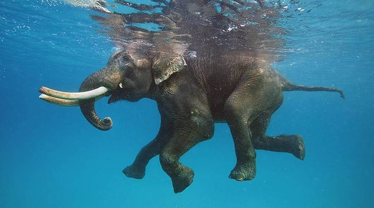 Elephant Swiming
