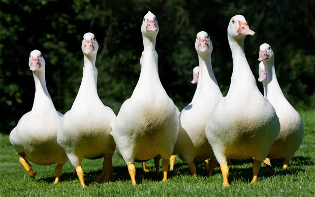 Geese Squad